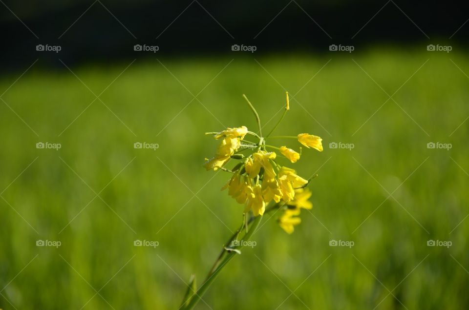 flowers