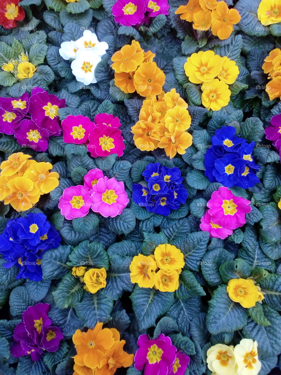 colorful flowers in the garden