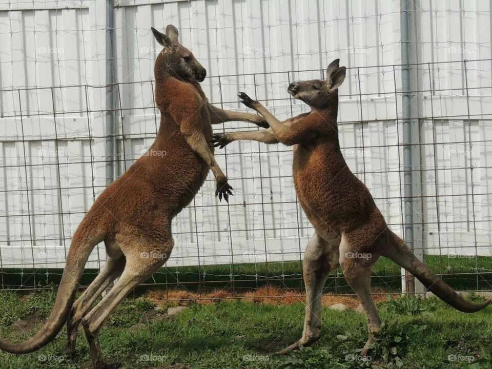 Rude Roos