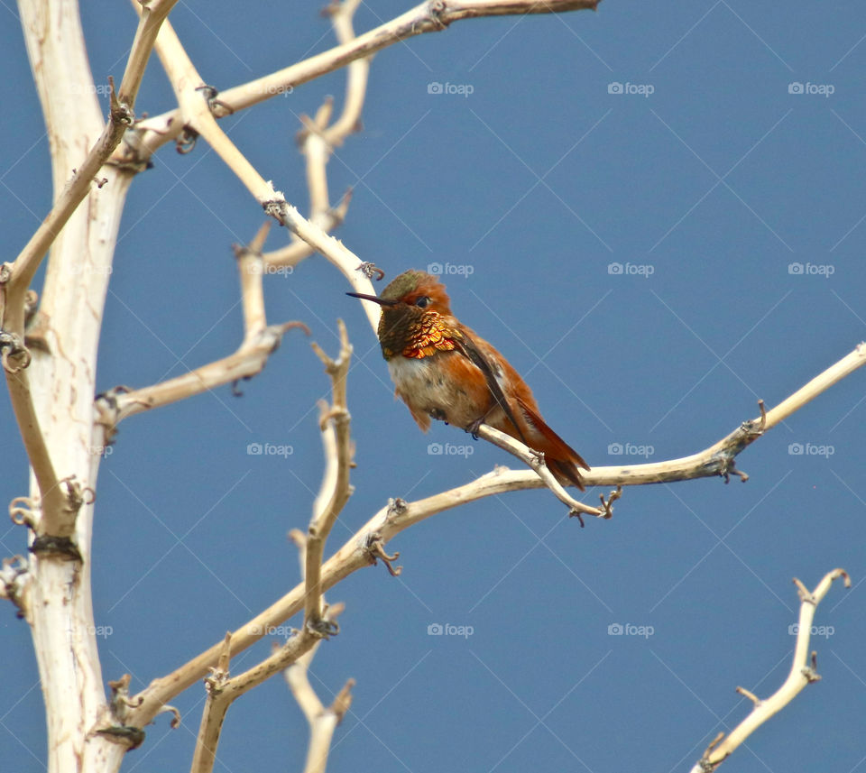 New Mexico Rufus Hummingbird