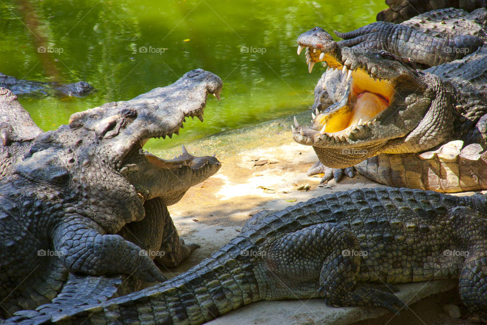 THE CROCODILES AT NOON NOOK GARDEN PATTAYA THAILAND