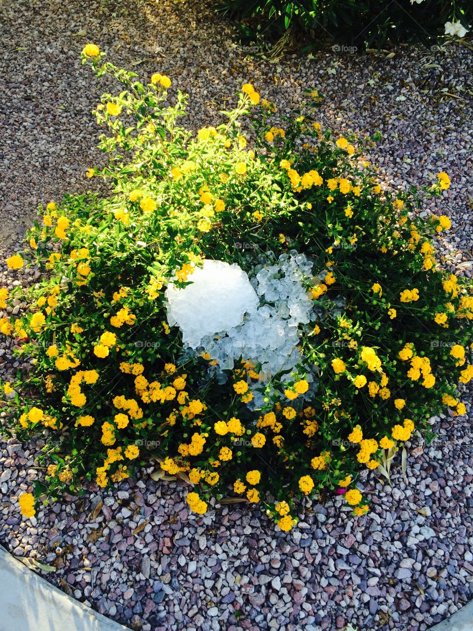 Flowers with ice