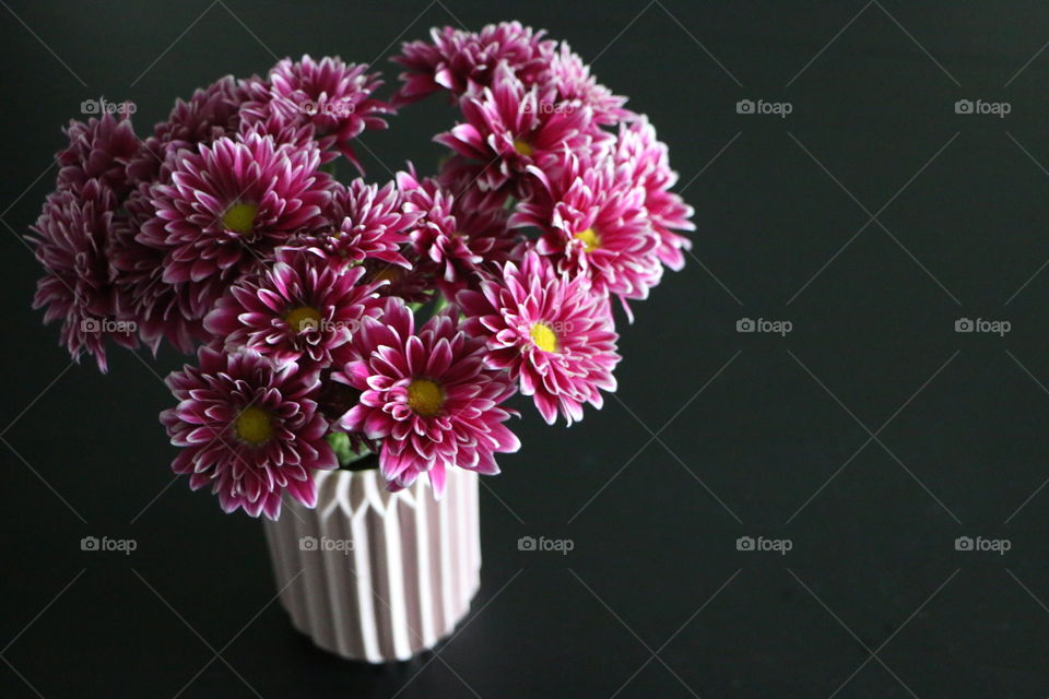 Flower, No Person, Nature, Flora, Color