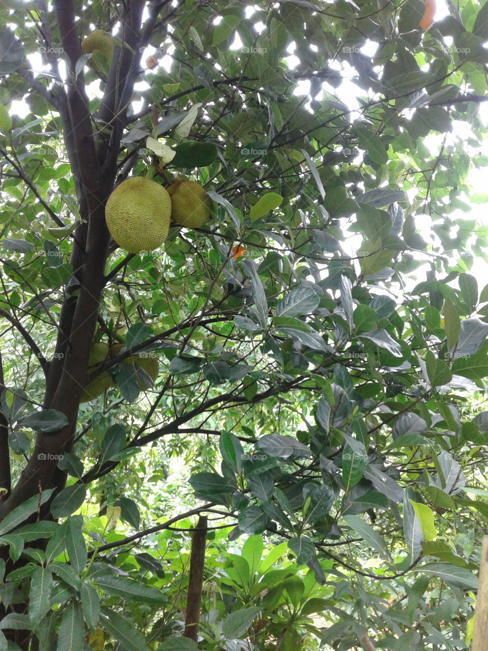 Jack Fruits Tree