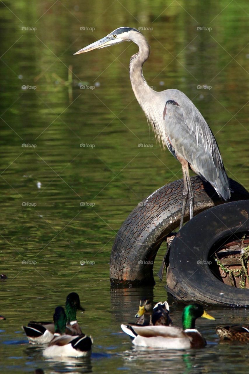 King of the pond