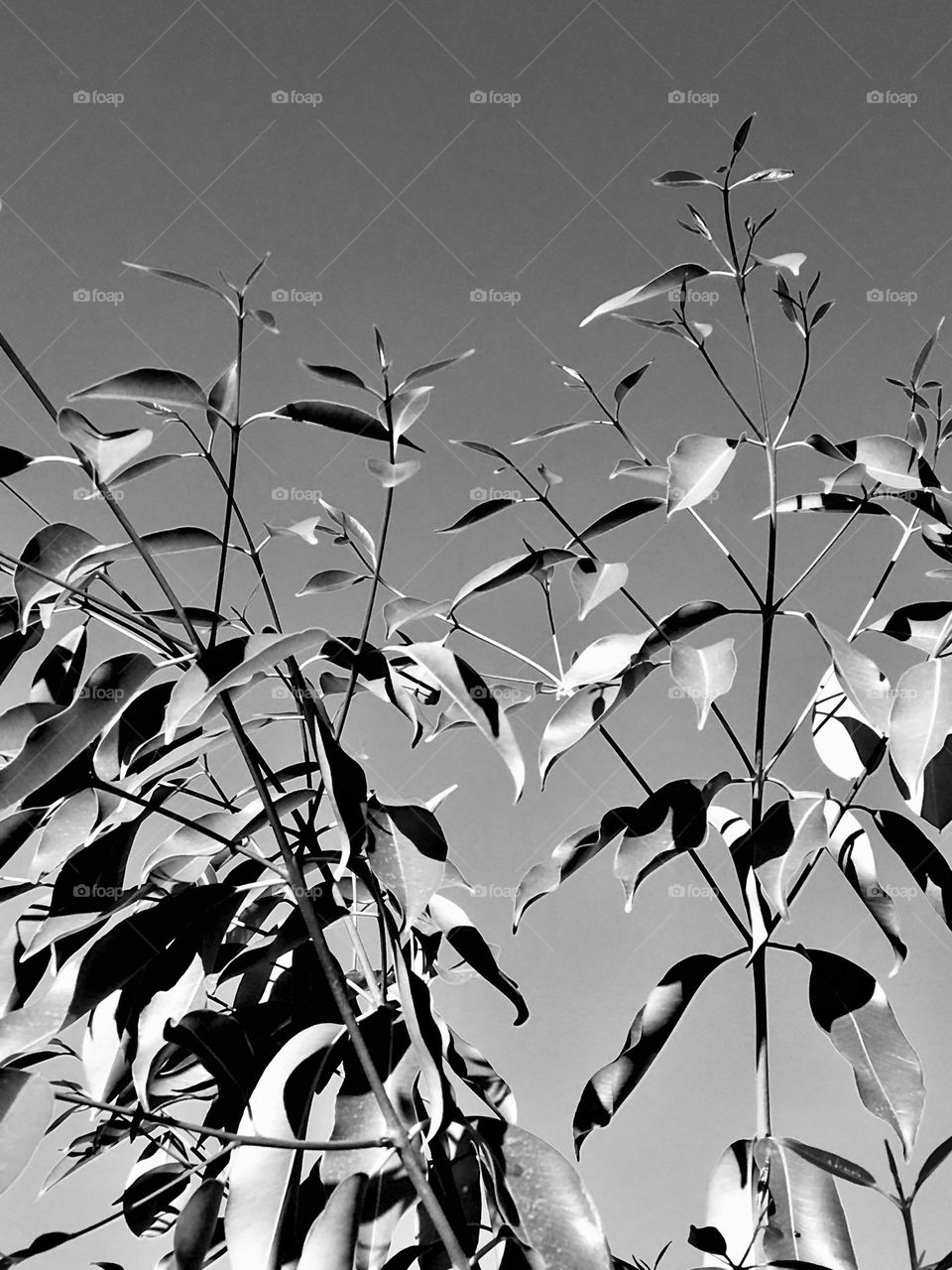 Jamelão, conhecida como “Azeitona Verdadeira”. Numa bela tarde de Terça-feira, ensolarado, fresco e com o céu limpo, me encantei ao ver o farfalhar das folhas do Jamelão.