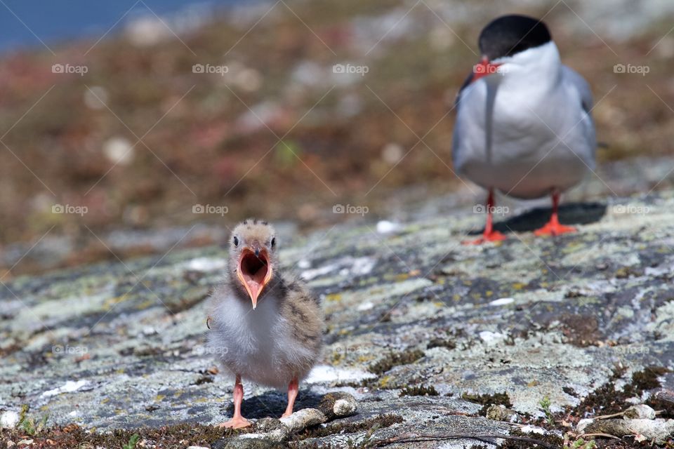 Two birds in sunlight