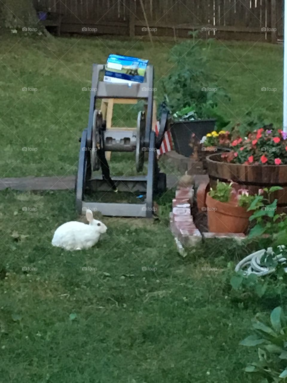 White Rabbit 