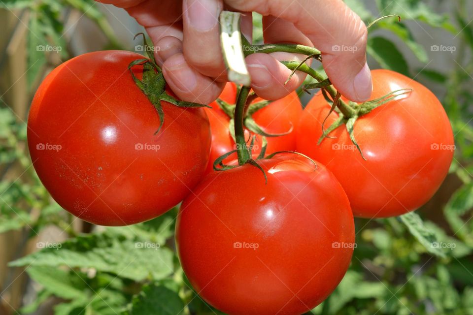 Food, Tomato, Vegetable, Grow, Healthy