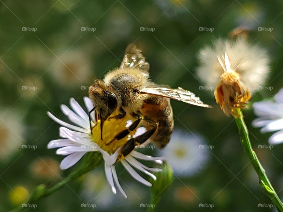 Close up of a bee pollinating a wild flower