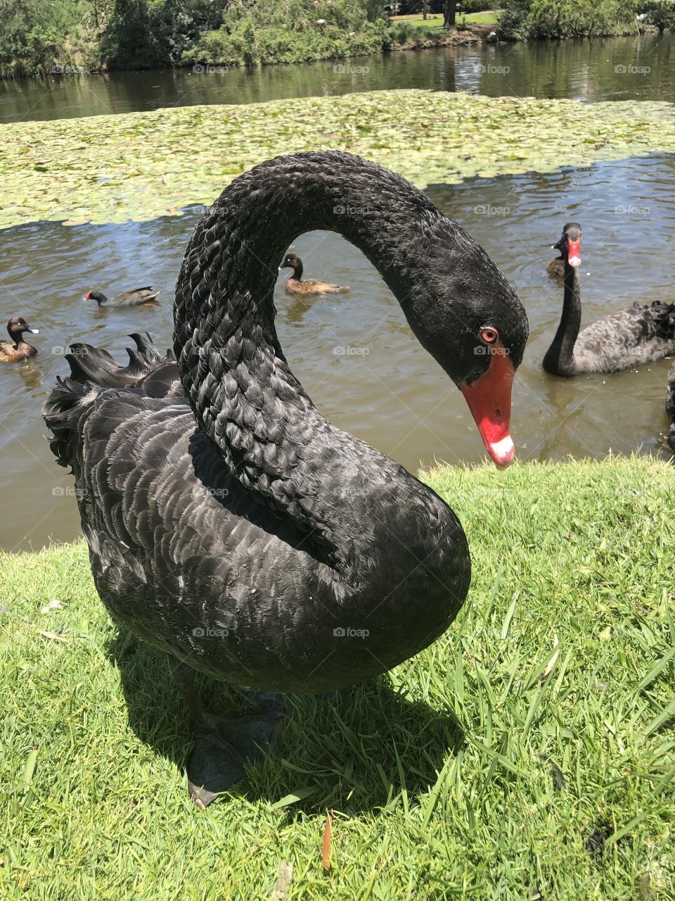 Black swan 