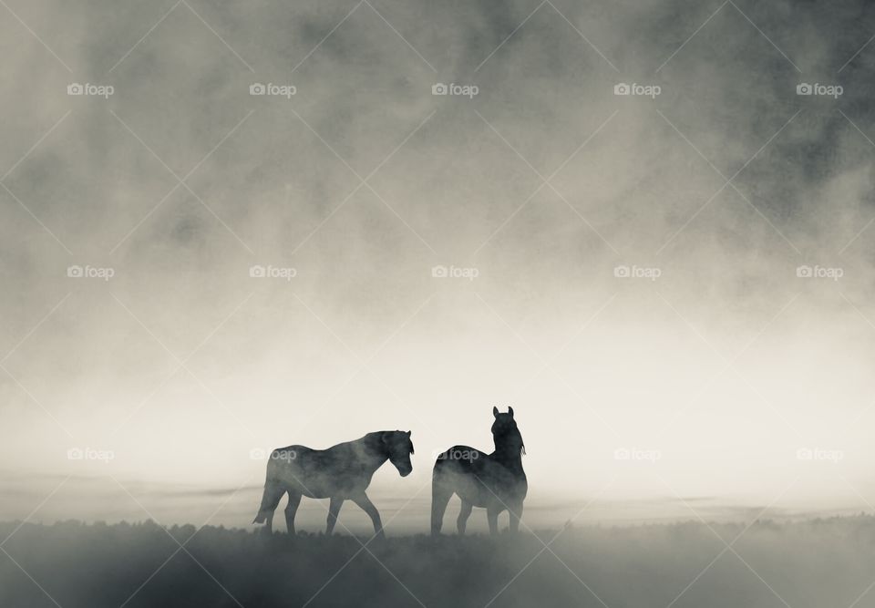 Horses and fog 