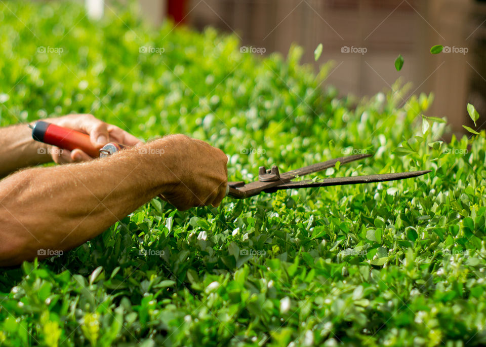 Green bushes pruning with garden shears