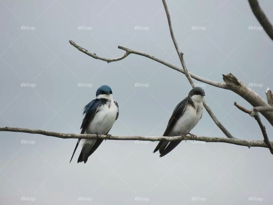 Tree Swallows