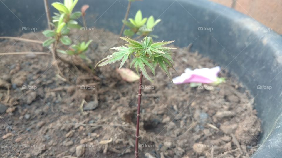 Soil, Growth, Ball Shaped, Flora, Nature