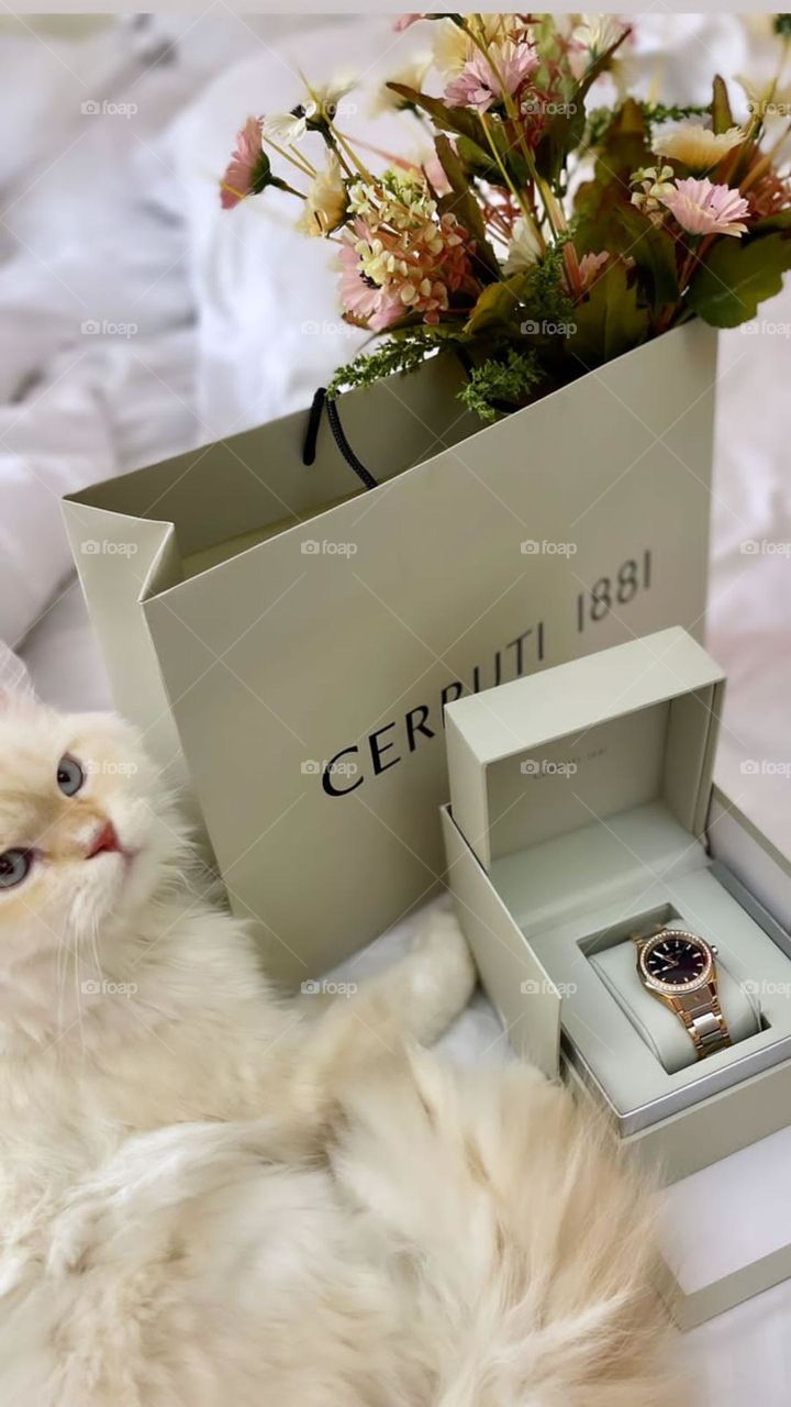 My cat Leo and my new wristwatch from CERRUTI 1881 