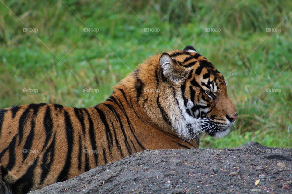 Close-up of a tiger and rock