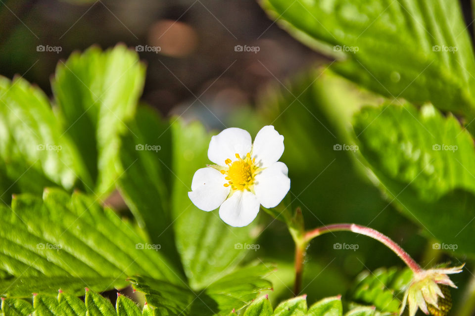 flowers in the garden