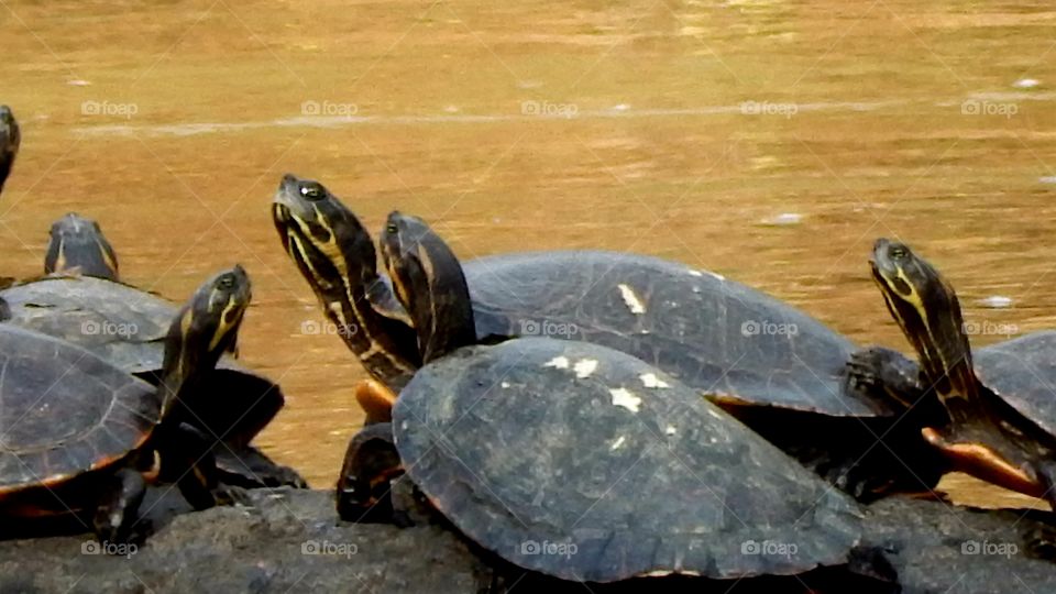 group of turtles sunning on the river