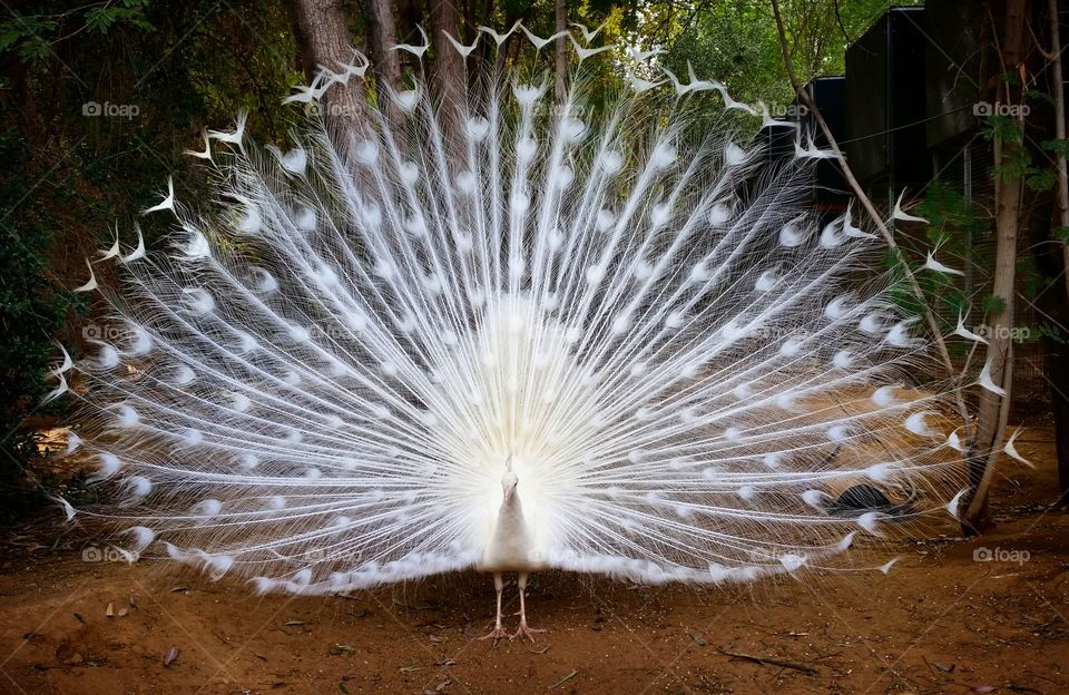 peacock showing off his feathers