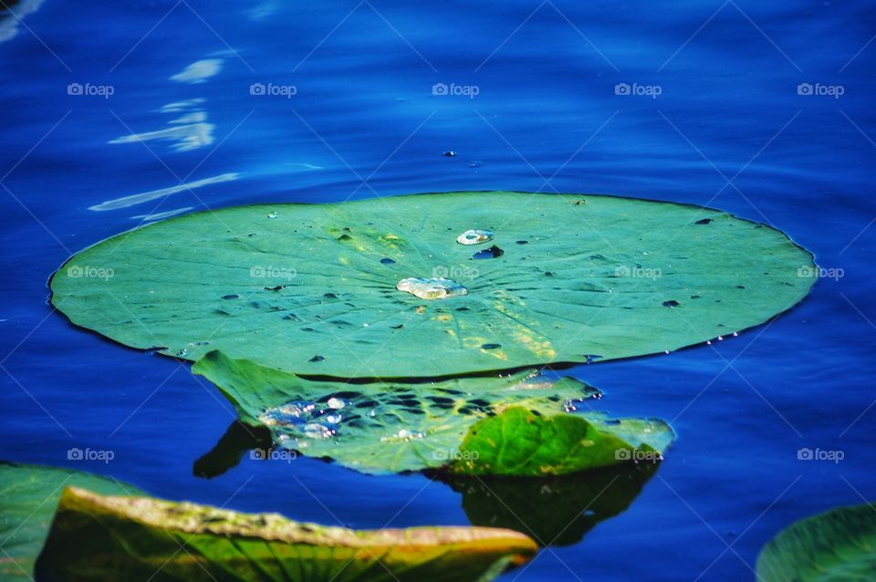 Vibrant photo of water droplets on a floating lily pad in a lake.