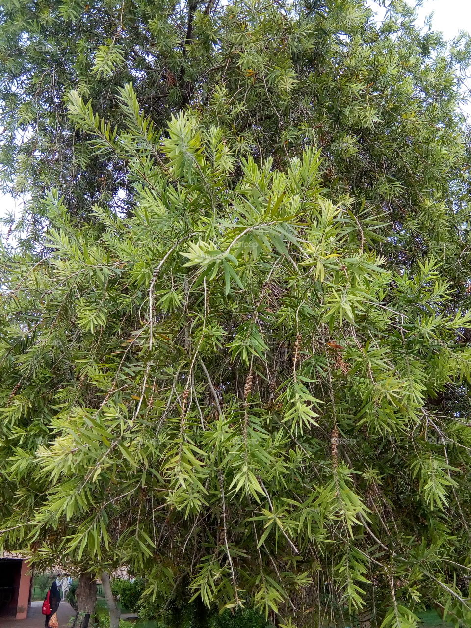trees in an ancient fort of Bathinda city- a monument protected by Govt Of India- inner part