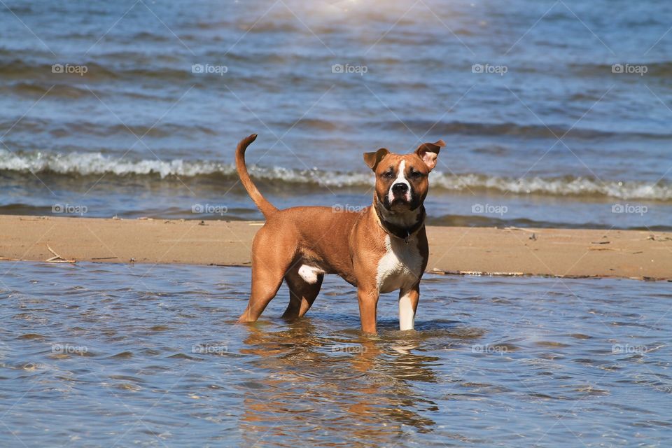 Amstaff in the water