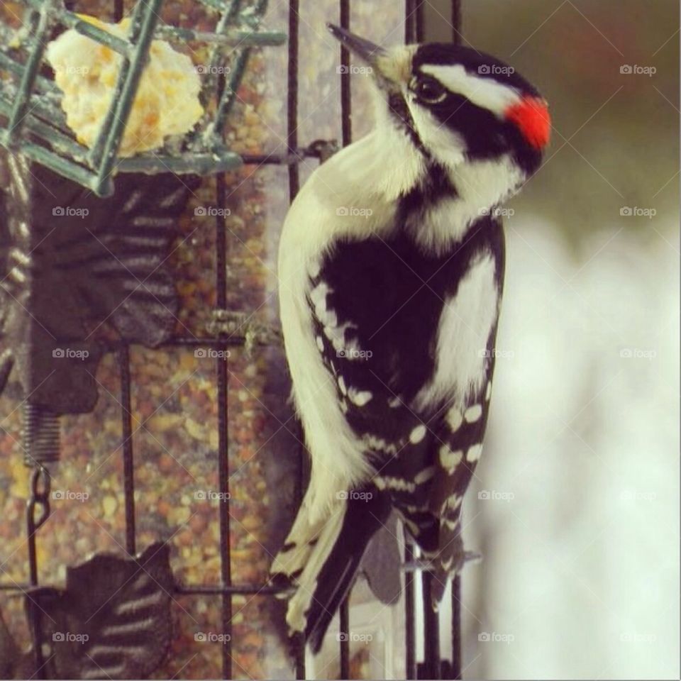 Woodpecker