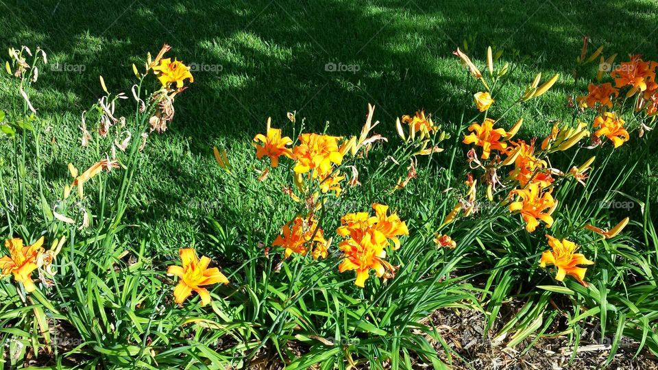 day lilies