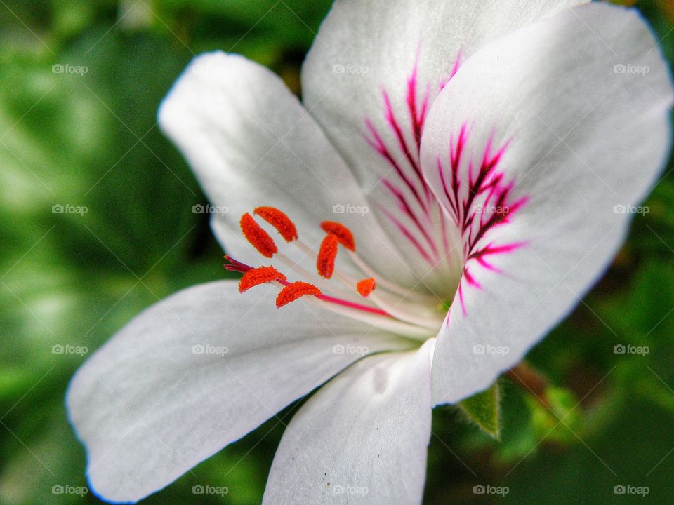 Blossom of white flower