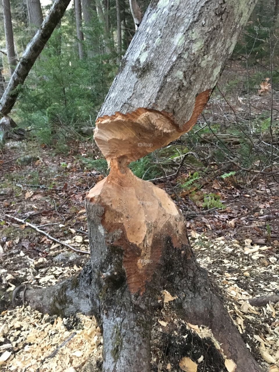 beaver chewed tree in algonquin park near kingscote lake