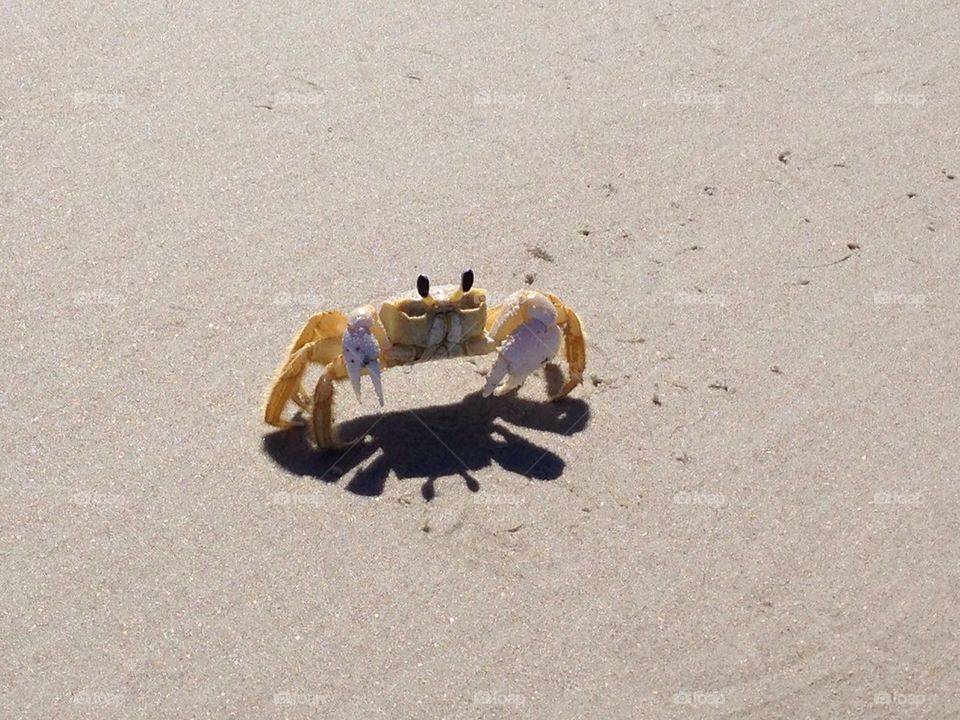 Ghost crab, east coast, Florida 