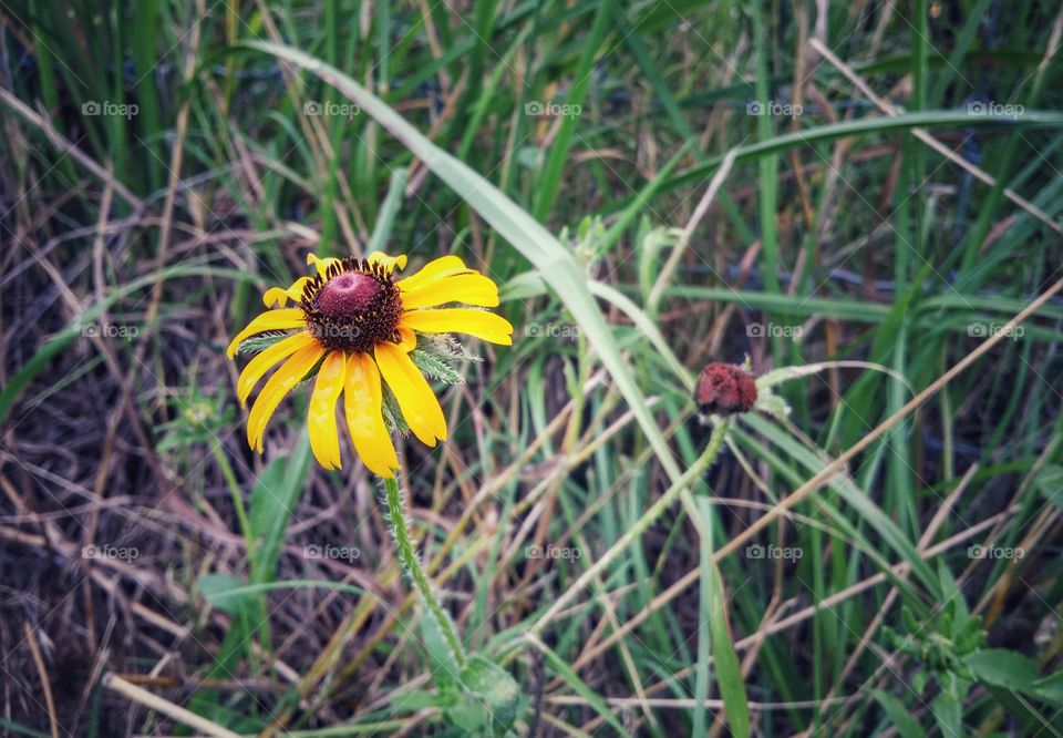 Black-eyed Susan