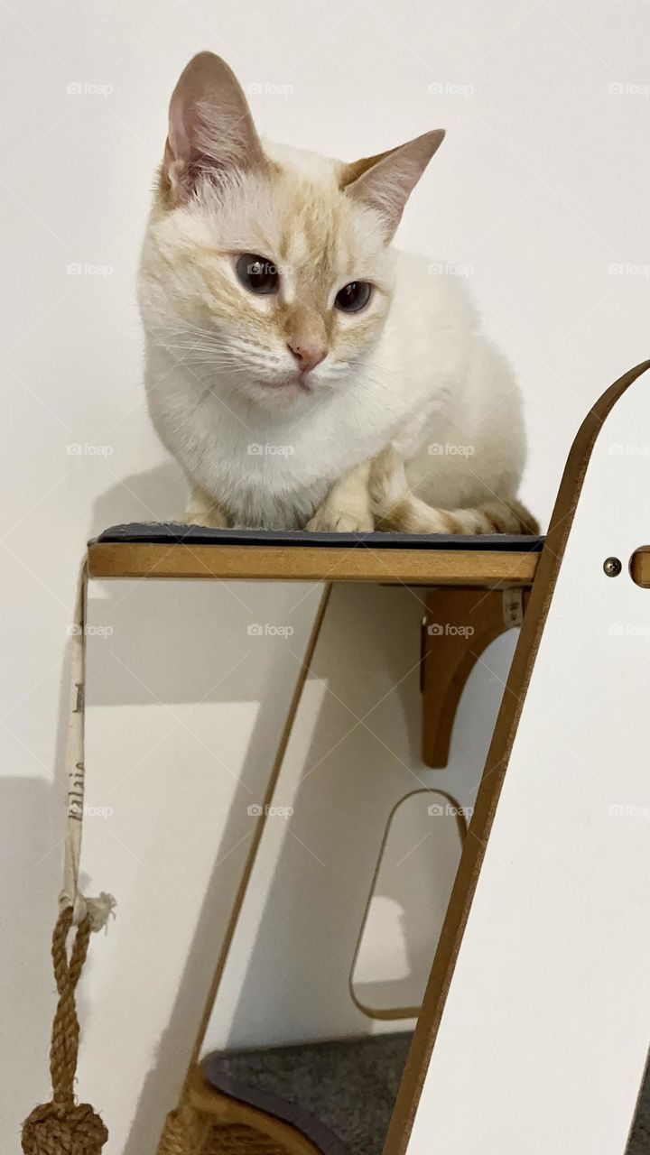 Cat in the playground 