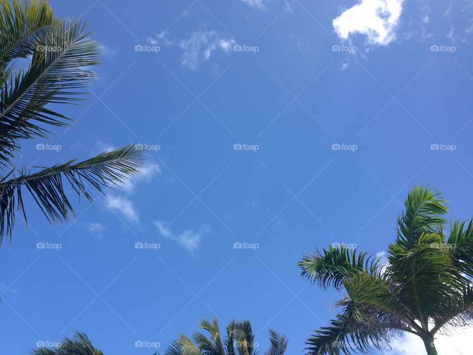 Blue sky with green palm trees.
