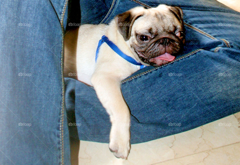 Lazy pug