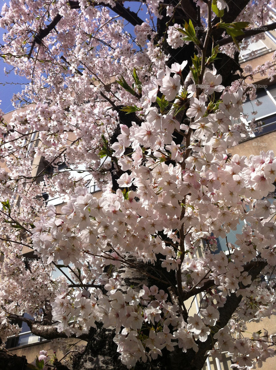 cherry blossam in Japan