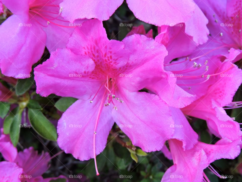 Springtime Pink. Pink azaleas in springtime 