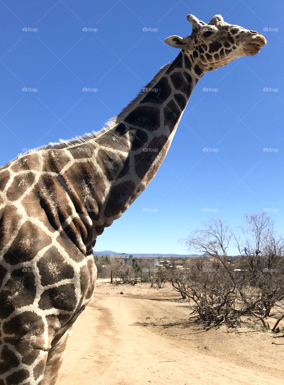Large giraffe friend coming to visit and say hello during a safari tour in Sedona, Arizona 