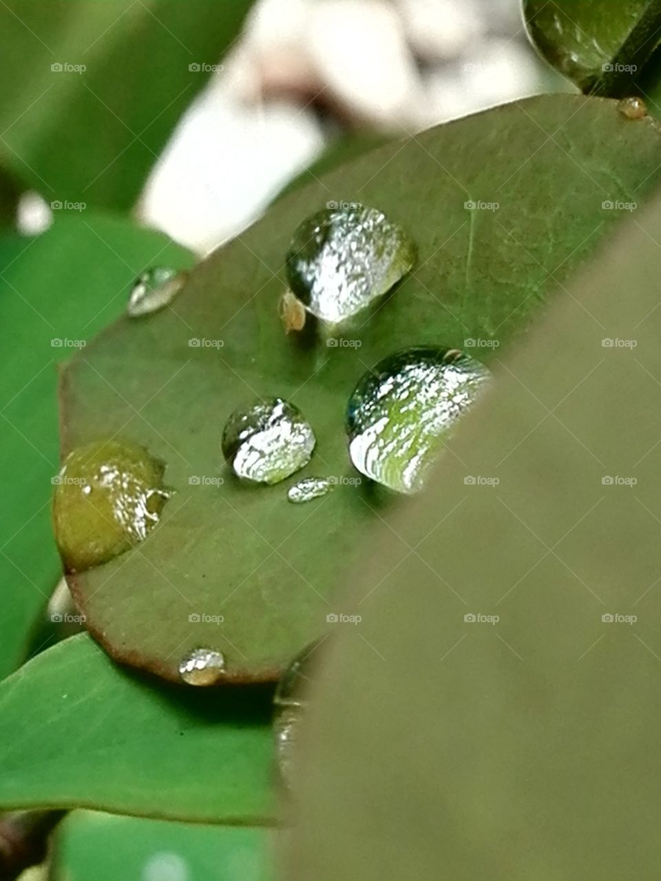 Raindrops on a leaf