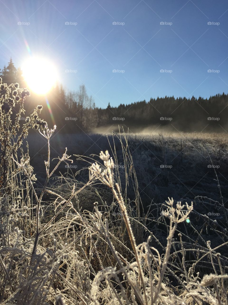 Frozen forest morning 