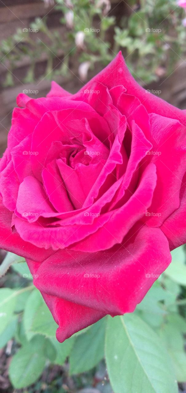 Beautiful rose in Spring season