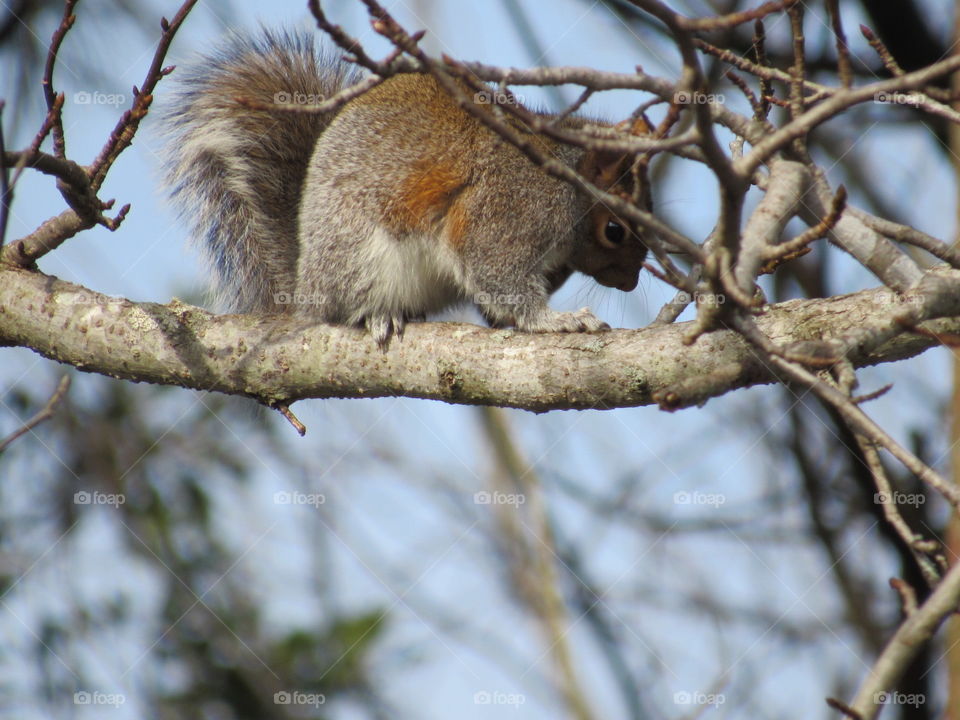 Grey Squirrel