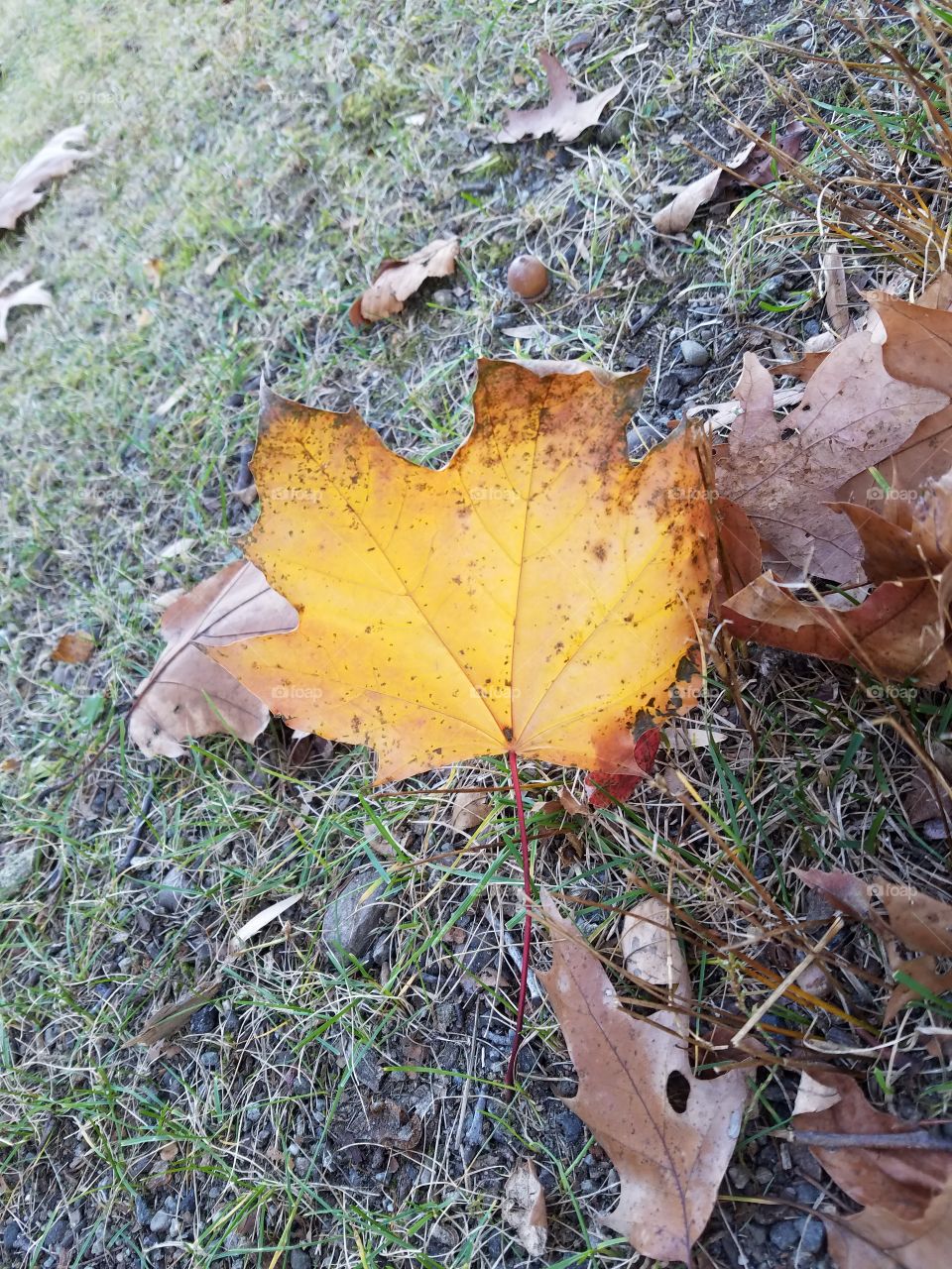 Large leaf in the grass