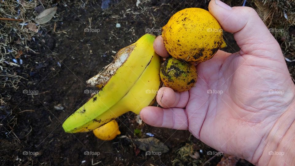 Banana Peel And Spoiled Lemons Being Discarded And Recycled In A Compost Pile