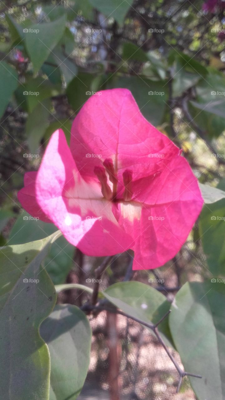 beautifulflower...