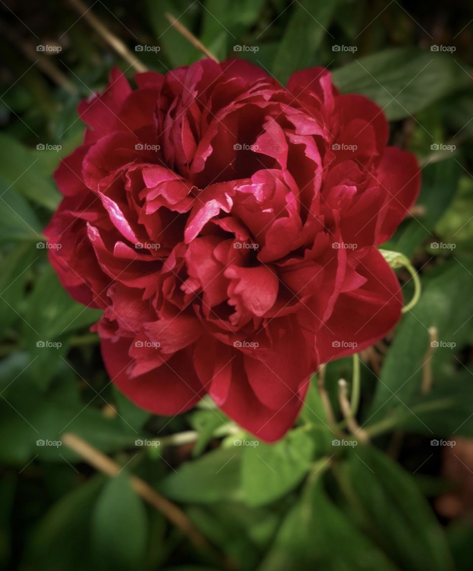 Red and green colors. Red flower. 