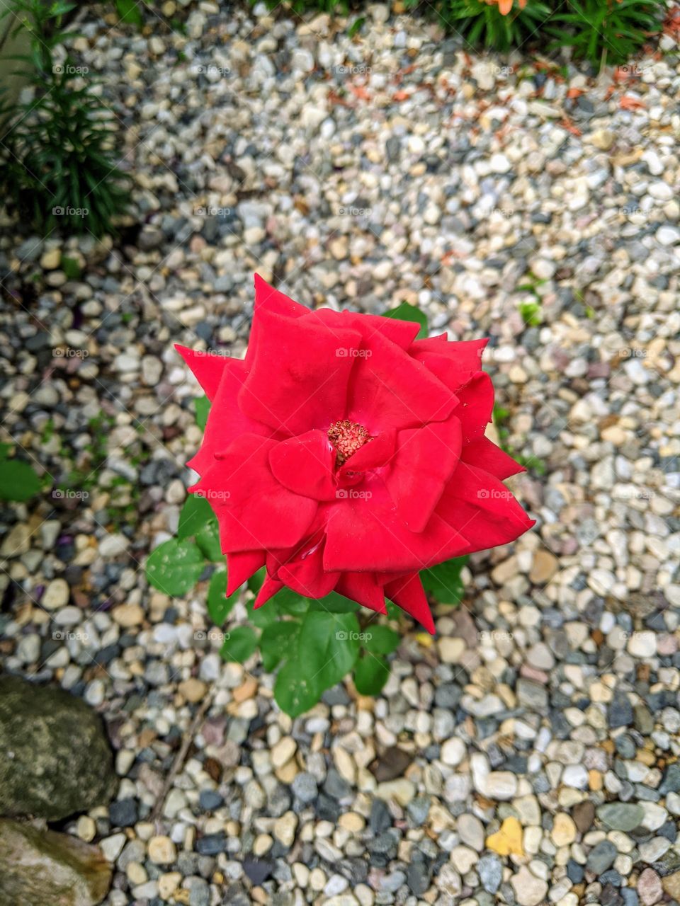 Red rose