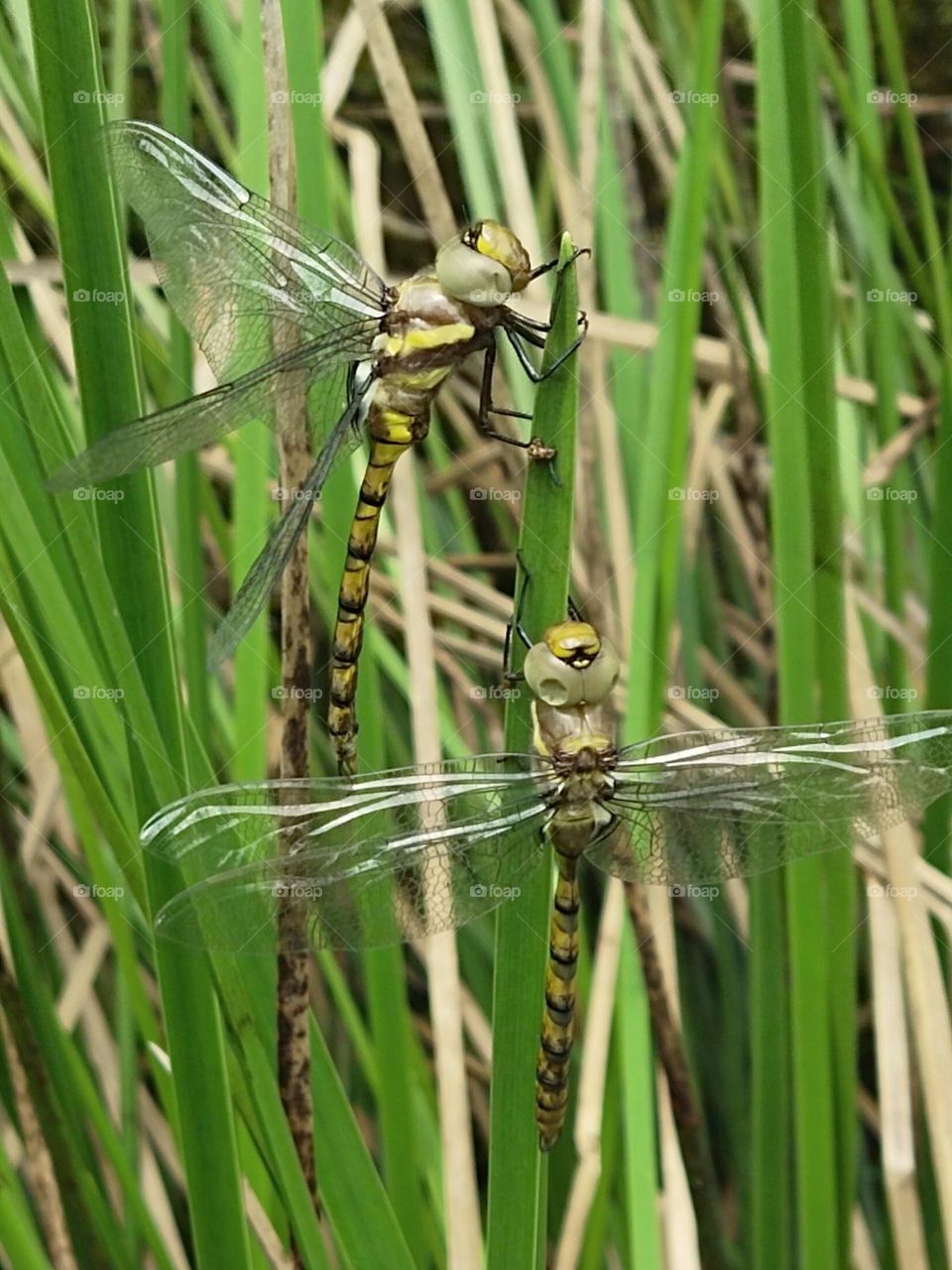 dragonfly