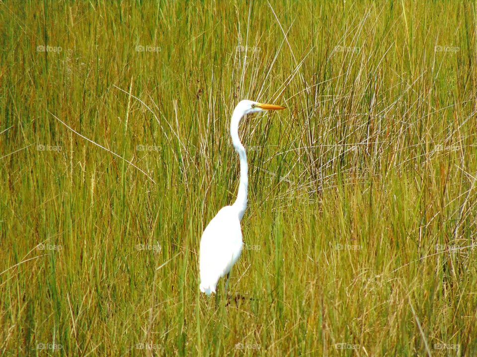 A White Heron! What a beautiful bird this is. This photo in no way does justice for this wonderful bird, but you can still make out what it is!!